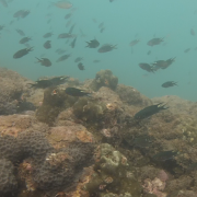 Coral reef fauna around Grande Island, Goa