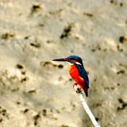 Small Kingfisher in the Sundarbans