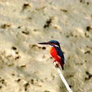 Small Kingfisher in the Sundarbans