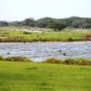 A view of vegetation types in the Vankalai sanctuary, Ramsar site, Sri Lanka.