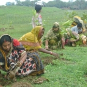 Women plant mangroves in Bhitarkanika mangrove forest, Orissa