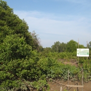 Baan Kuku community protected area 