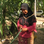 Peeling Pandanus leaf for processing 