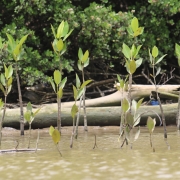 Manrove seedlings planted by women's group under bio-right concept along riverbanks