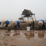 Women collecting clams at Xuan Thuy National Park