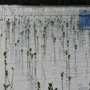 Mangrove rehabilitation site