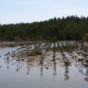 An example of a mud crab rearing pond in Bulili village, Pohuwato, Gorontalo province