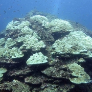 Coral bleaching in Chumphon Province, Thailand