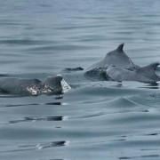 Indo-Pacific Humpback Dolphins