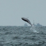 Indo-Pacific Humpback Dolphin