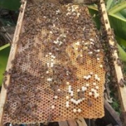 Honey harvesting 