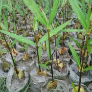 Mangroves