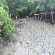 Mangrove planting site in Bang Kaeo, Samut Songkhram