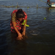 Jenitha planting mangrove saplings at high tide.