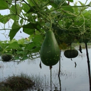 Integrated agriculture, duck rearing and aquaculture is a popular adaptive practice in Shyamnagar