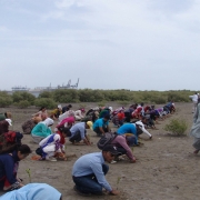 Students and participants plant mangroves near Port Qasim, Pakistan