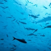A school of fish in the Indian Ocean 