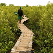 Officials say Vietnam’s best bet may be to plant more mangrove trees 