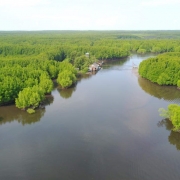 Aerial view of the mangroves of Peam Krasop Wildlife Sanctuary