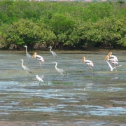 Wetland in Xuan Thuy National Park