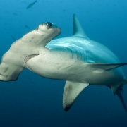 The Scalloped Hammerhead shark (Sphyrna Iewini) is an important part of the artisanal shark fishery in Seychelles.