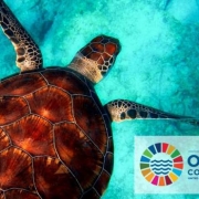 IUCN at the Ocean Conference