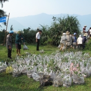 seedlings from community nursery garden being prepared for planting 