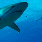 Whitetip reef shark