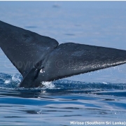 Blue Whale in Mirrisa