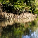 Along the canal. Aerating roots of Avicennia sp along the canal.