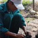 Mangroves nursery established by the local fishing association