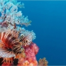 Lion fish next to a pristine reef in Seychelles, Seychelles 