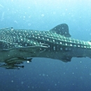 Whale Sharks, the largest known fish. 