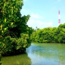 Kaafu Huraa Mangrove