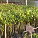 Mangrove seedlings