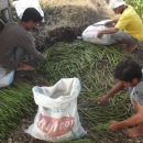 Sorting out propagules