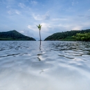 Early stages of mangrove growth, Thailand