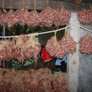 Onion harvest drying