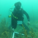 Seaweeds Survey