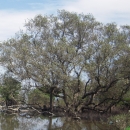 Avicennia in An Hoa Lagoon