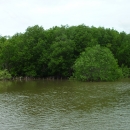 Shrimp mangrove polyculture at An Thuy Commune, Ba Tri District, Ben Tre Province 