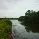 Shrimp mangrove polyculture at An Thuy Commune, Ba Tri District, Ben Tre Province 