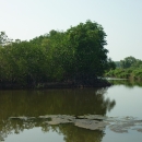 Shrimp mangrove polyculture at An Thuy commune, Ba Tri District, Ben Tre Province 
