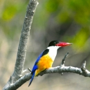 Black Headed Kingfisher in Sundarbans