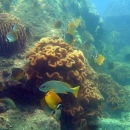 Butterfly fish and snappers in Trao Reef Marine Reserve