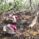 Collection of Cardium sp. (clams) a regular  activity in mangroves