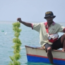 Harvesting seaweed