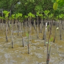  Mangrove saplings at the Bangkeao plantation site