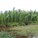 Nipa palm in Tich Tay Village