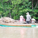 Mangroves leaves collection in Mui Ca Mau National Park